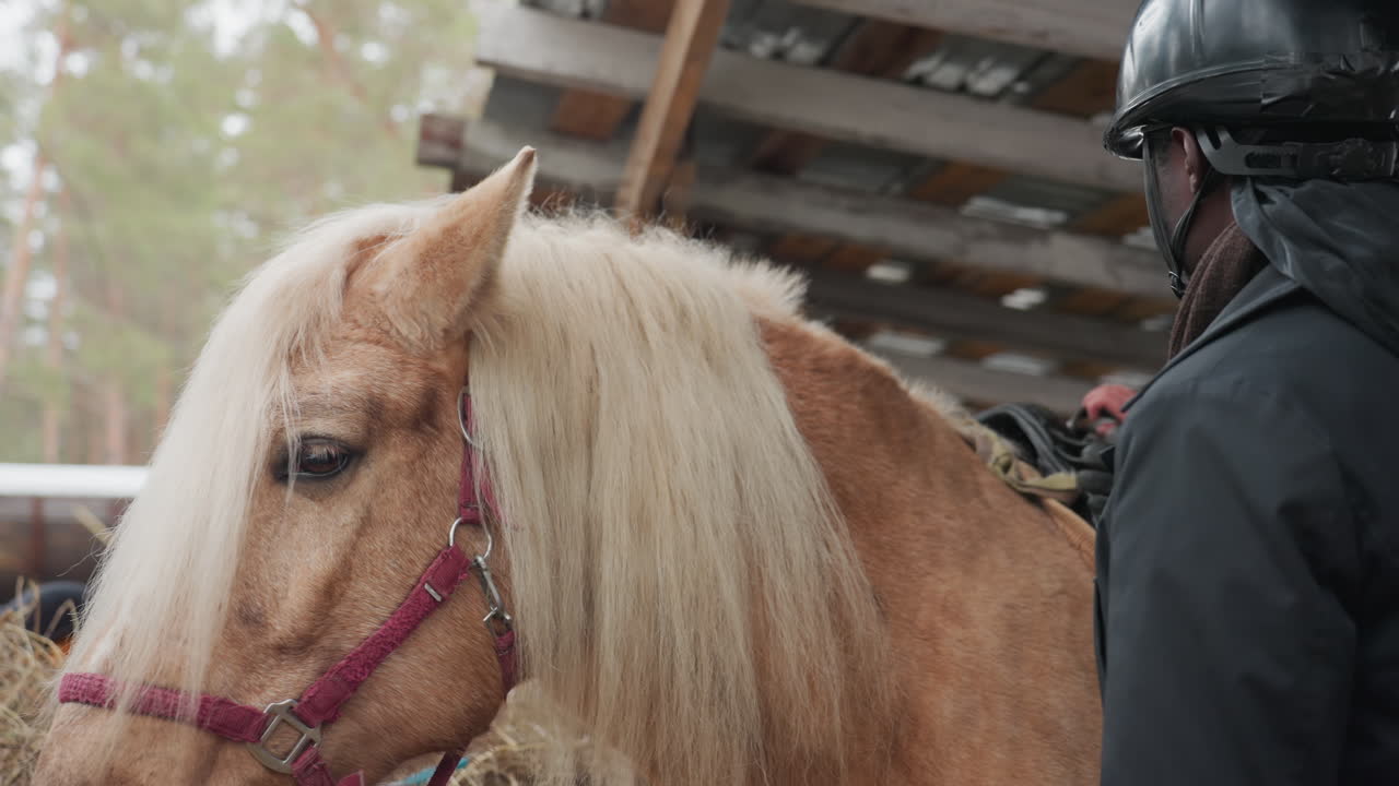 Бережный уход за паломино в помещении, спокойное общение между смотрителем и пастельной пони в конюшне, безмятежная обстановка в помещении, где смотритель нежно ухаживает за паломино пастельных тонов
