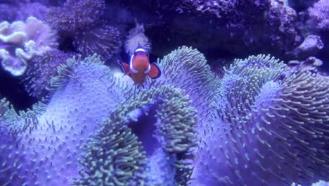 clown fish in his anemonefish the sea anemones