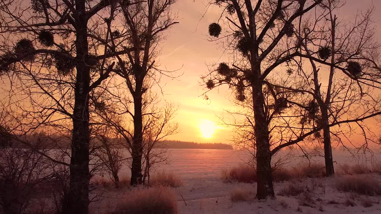 pov em frente em direção ao sol nascente entre velhas árvores nuas revela um campo espaçoso coberto de neve