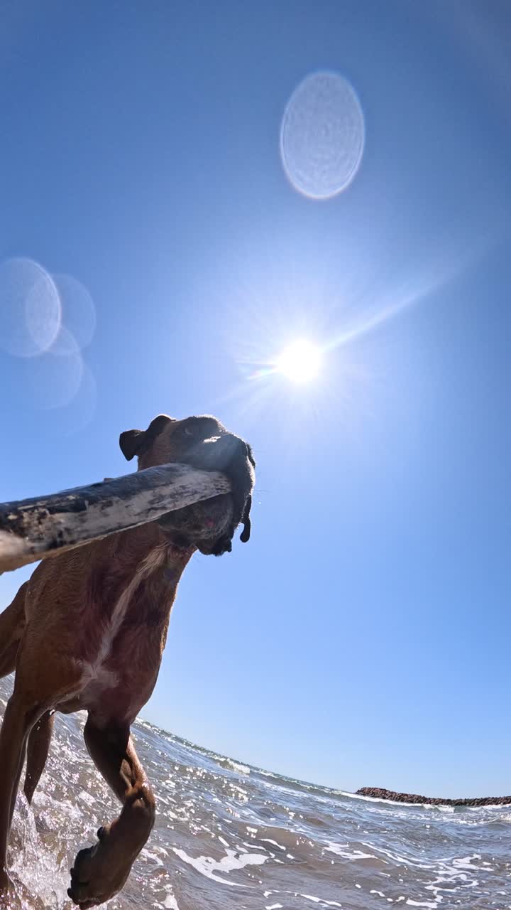 Boxer dog with stick in mouth walking in sea under bright sun