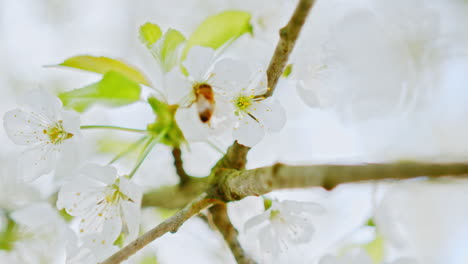 Closeup-of-a-bee-on-an-apple-tree-branch-with-blossoms-and-beautiful-white-petals-–-filmed-in-4k-slowmotion