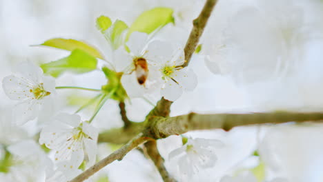 closeup of a bee on an apple tree branch with blossoms and beautiful white petals – filmed in 4k slowmotion