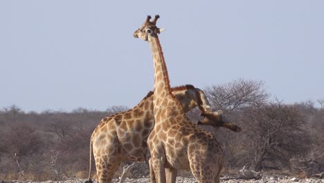 two adolescent giraffes play by head butting each other in a display of dominance