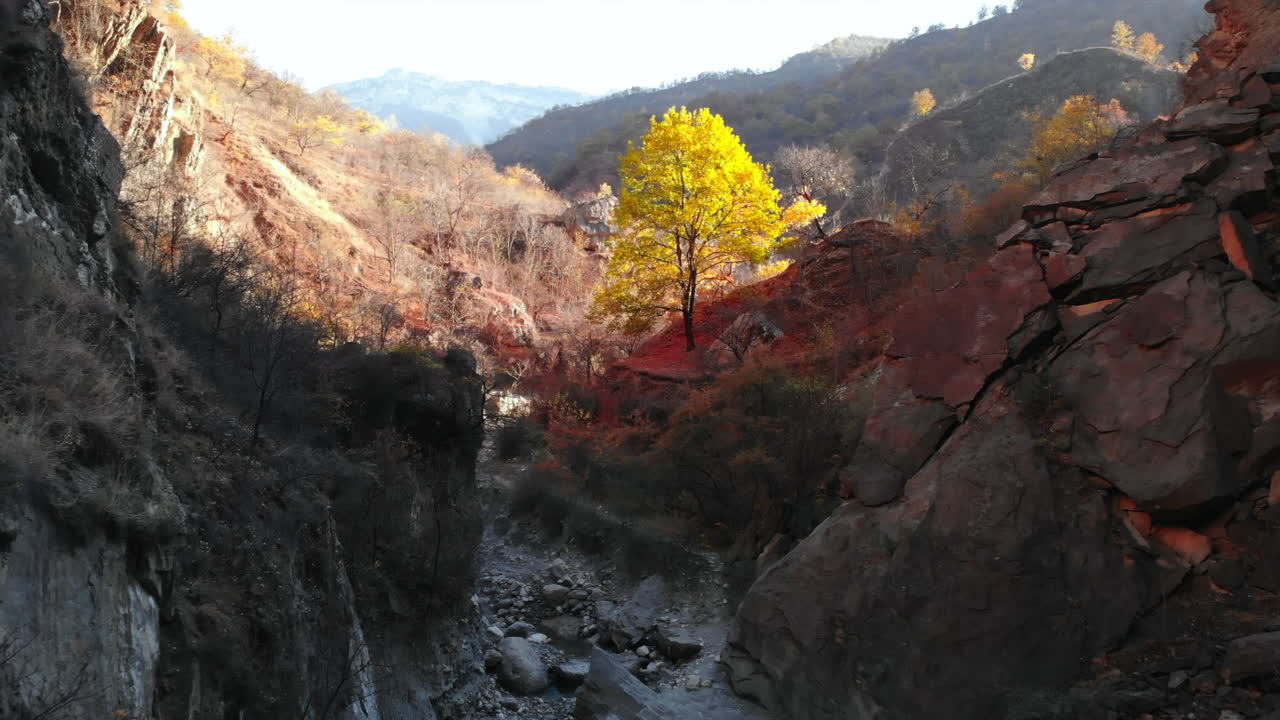 Autumn landscape with a golden tree in a mountain valley