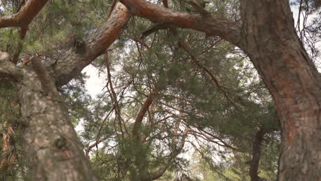 detail van de takken van sommige pijnbomen