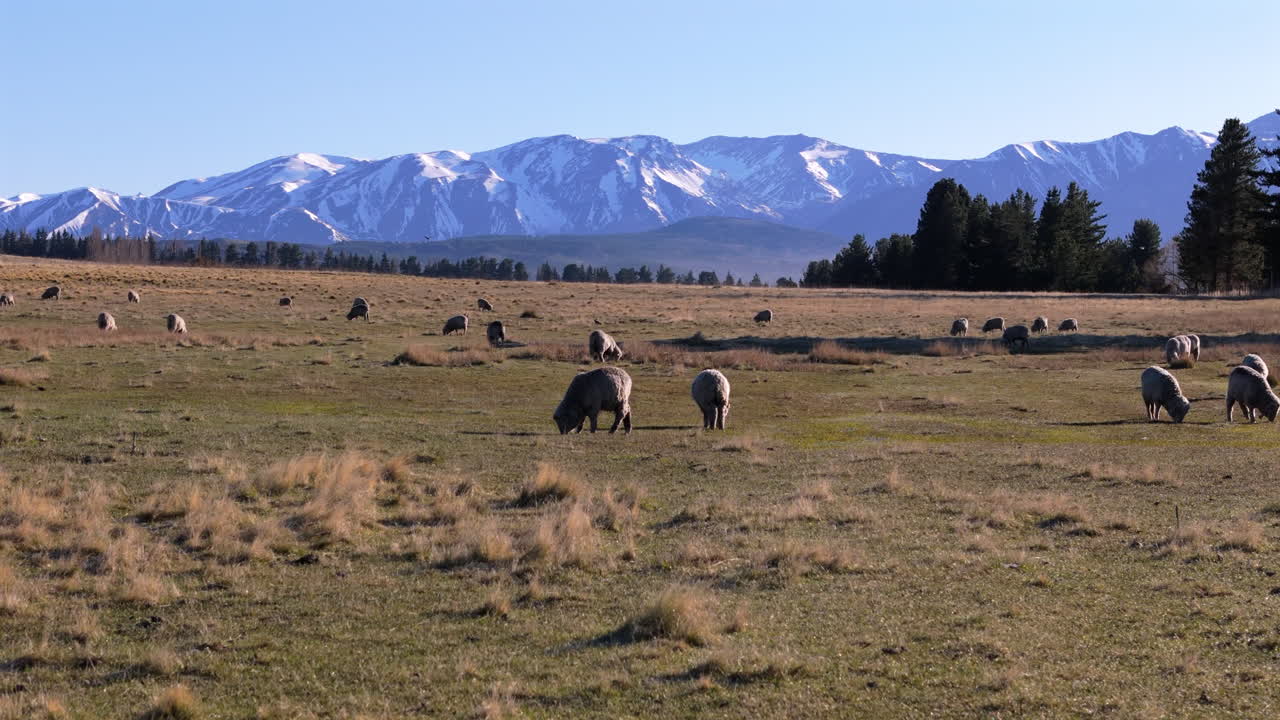 Sheep livestock grazing in Argentina with snowy mountains on the background.