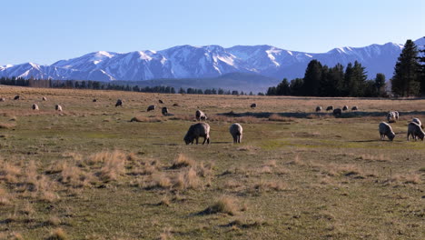 Sheep livestock grazing in Argentina with snowy mountains on the background.