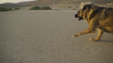 a small dog running towards the sun in a desert scenery