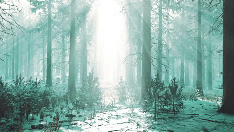 impressive view of fog and sunlight after frost on the pine forest