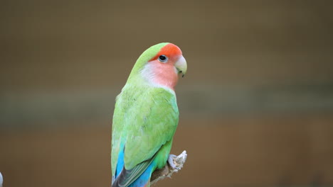 green rosy-faced lovebird   bird perched