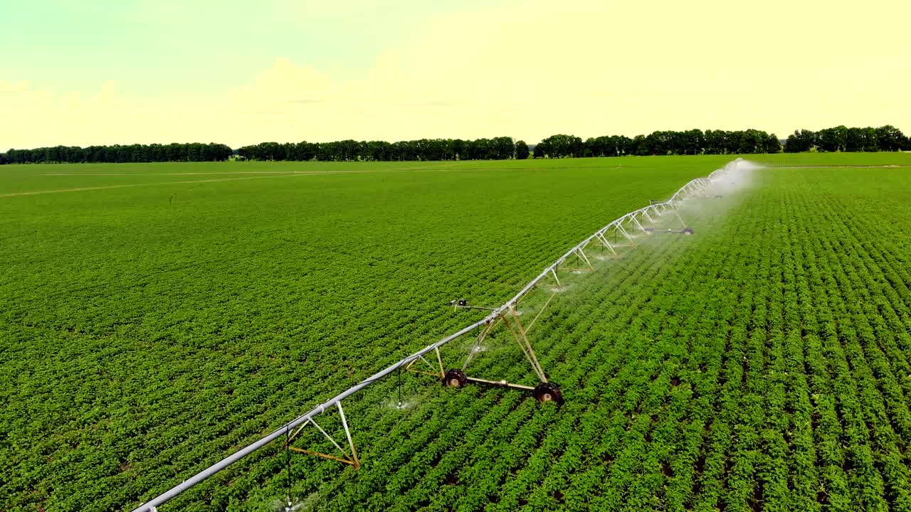 aero, vista superior, las patatas crecen en el campo, irrigadas por un sistema especial de riego por pivote de aspersión. riego arbustos verdes de patatas plantadas en filas en el campo de la granja. día de verano