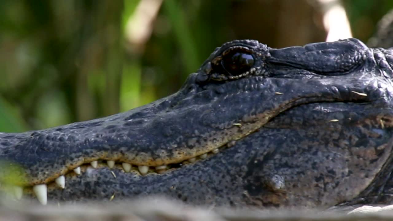 primer plano de un ojo de apertura de cocodrilo