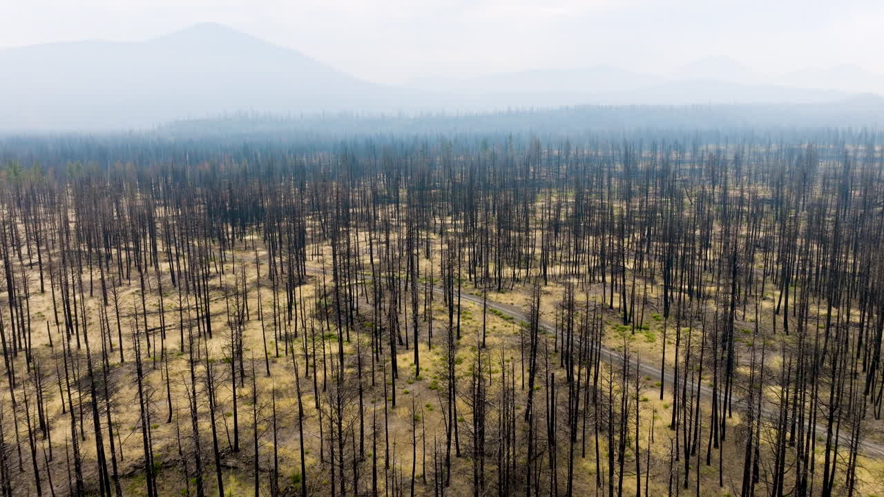 Desolate Landscape: Aftermath of a Wildfire with Burnt Trees and Hazy Mountains
