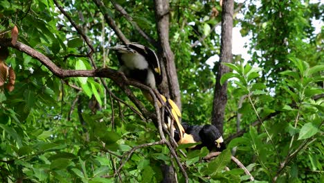 El-Gran-Cálao-Es-Un-Pájaro-Grande-Con-Un-Enorme-Pico-Amarillo-Parecido-A-Un-Cuerno-Que-Se-Usa-Para-Recolectar-Frutas-Y-Otros-Alimentos-En-La-Jungla