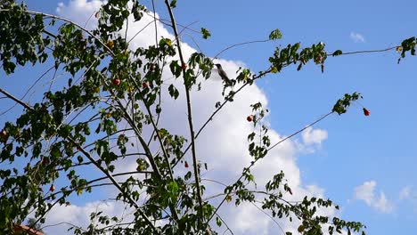 Bella-Toma-En-Cámara-Lenta-De-Un-Colibrí-Recogiendo-Néctar