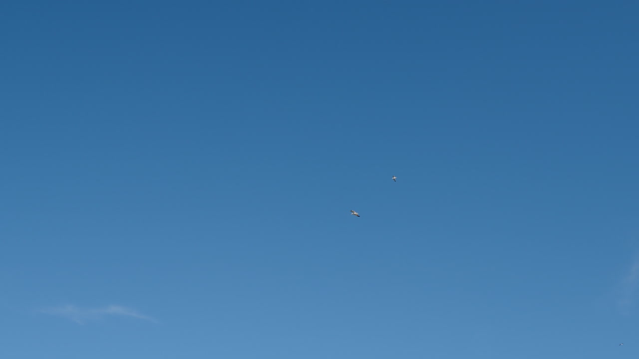 하늘 에 있는 바다표범 들 의 무리