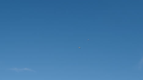una bandada de gaviotas en el cielo