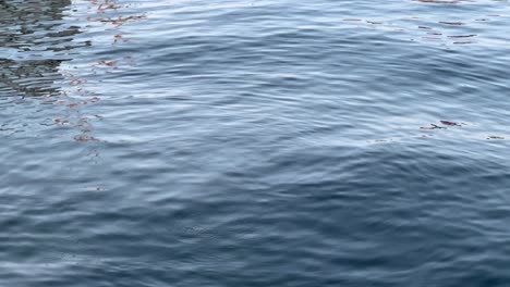 Ducks-on-gentle-ripples-on-a-serene-water-surface-reflecting-subtle-light