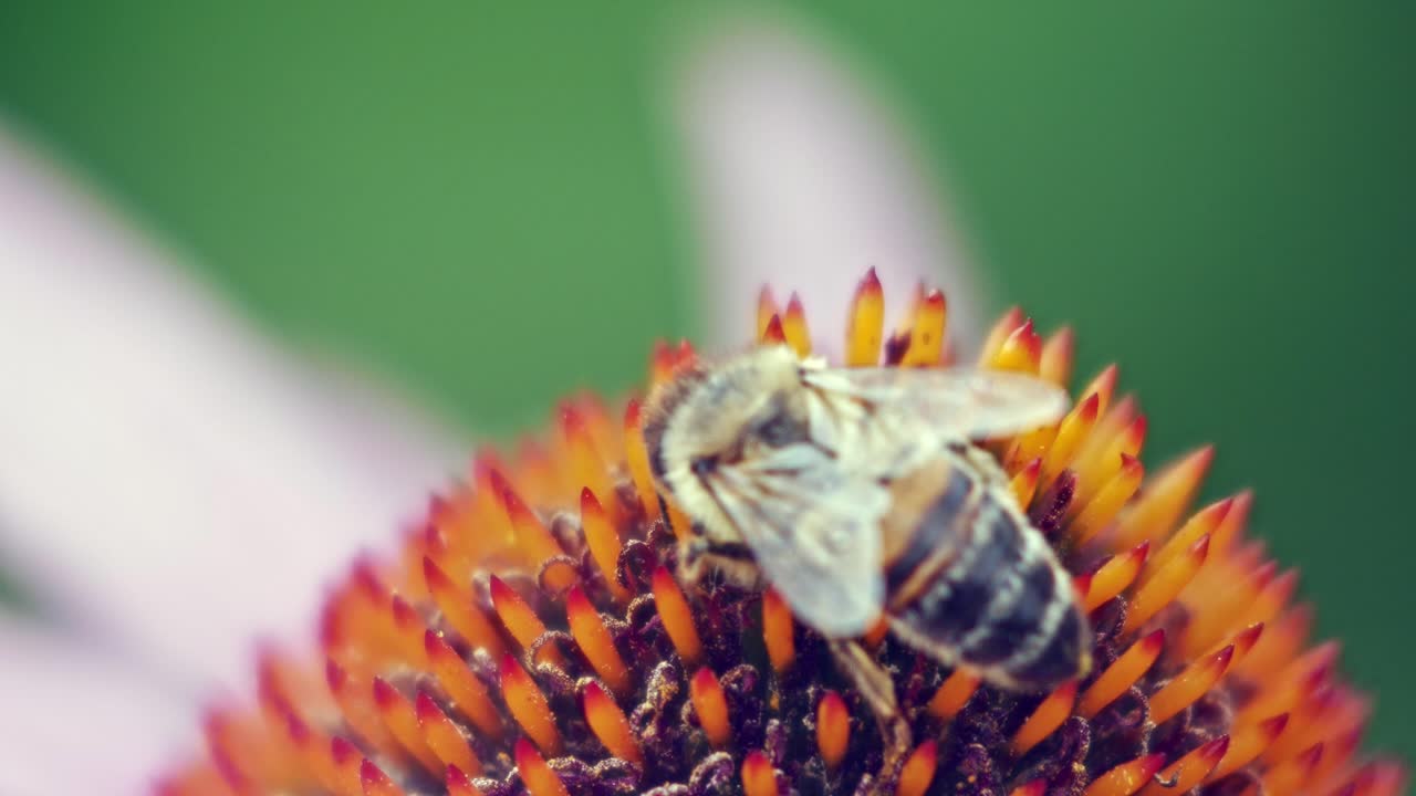 una macro primer plano de una abeja melífera recolectando néctar de una flor de cono rosa y naranja