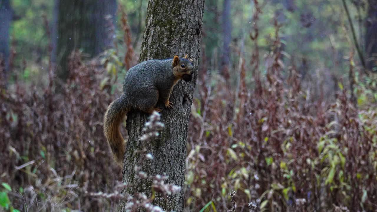 toma en cámara lenta de una ardilla con una nuez en la boca corriendo por el árbol
