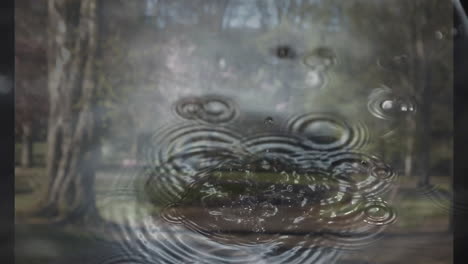 ripples forming on water surface with blurred forest in background
