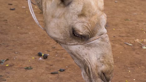 close up shot of a camels head while it eats of the ground