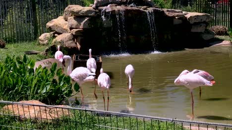 Grupo-De-Flamencos-En-El-Zoológico-De-Abilene-En-Texas,-Estados-Unidos