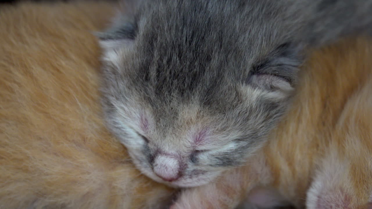 Gray newborn kitten sleeps, sniffs and twitches.