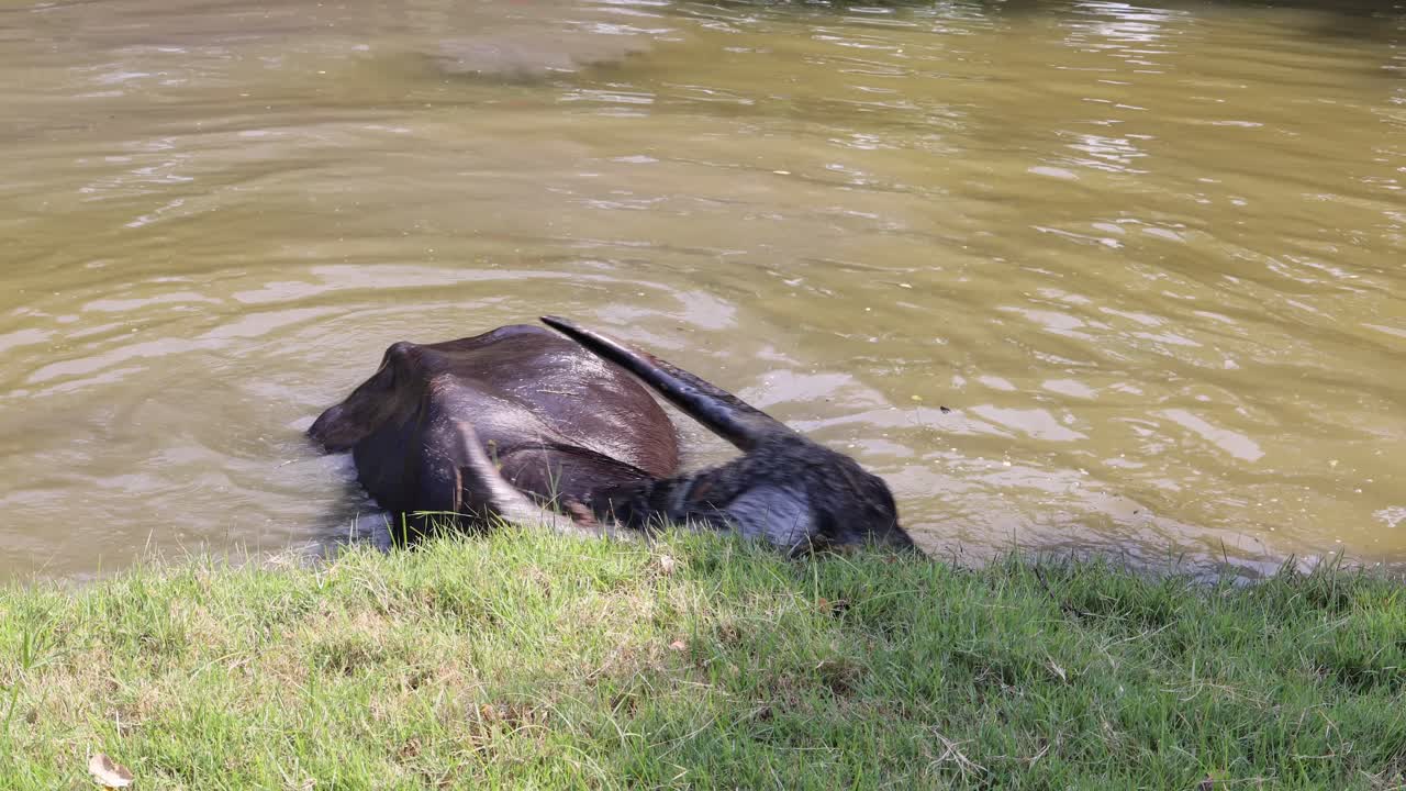 el búfalo se sumerge y emerge en el agua del río