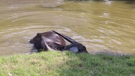 buffalo submerges and emerges in river water