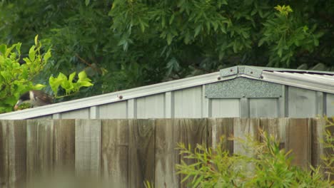 Butcherbird-Jumping-On-Shed-Roof-Grabs-Food-Then-Feeds-Young-Baby-Juvenile-Butcherbird-Australia-Gippsland-Victoria-Maffra