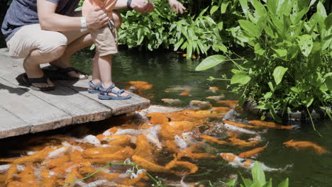 parent with kid gives fodder to koi fishes or fancy carps swimming in a japanese pond at bali safari and marine park in siangan, indonesia