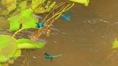 beautiful demoiselle (calopteryx virgo) is a european damselfly belonging to the family calopterygidae. it is often found along fast-flowing waters where it is most at home.