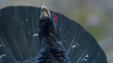 Male-western-capercaillie-roost-on-lek-site-in-lekking-season-close-up-in-pine-forest-morning-light