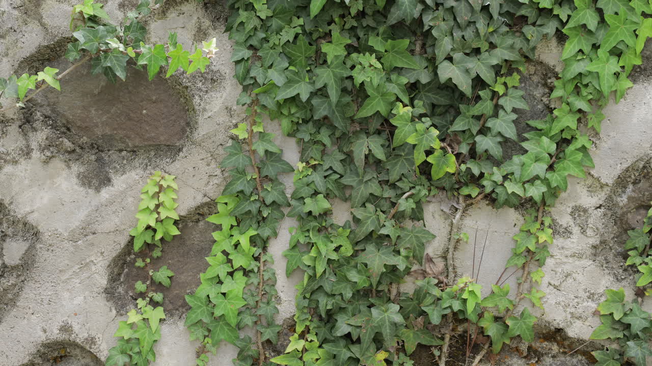 Green ivy crawling across an old stone wall, nature's intricate design
