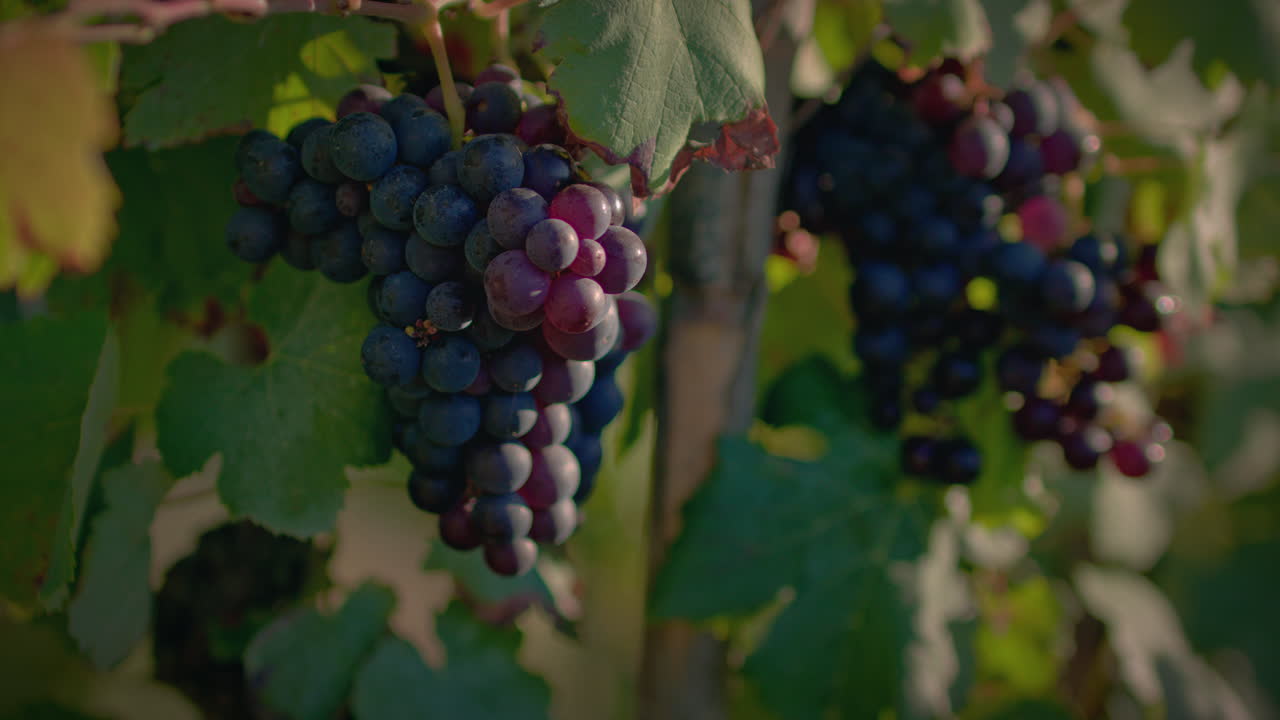 el racimo de uvas rojas del viñedo en una hermosa puesta de sol en cámara lenta
