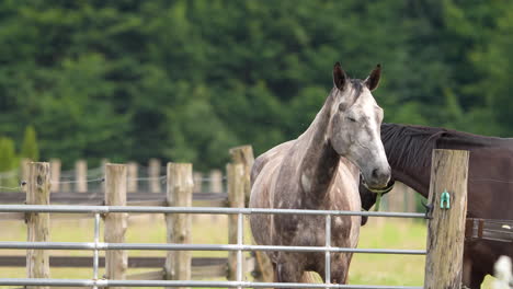 A-dappled-grey-horse-stands-by-a-fence-in-a-lush-green-pasture,-exuding-a-calm-and-majestic-presence