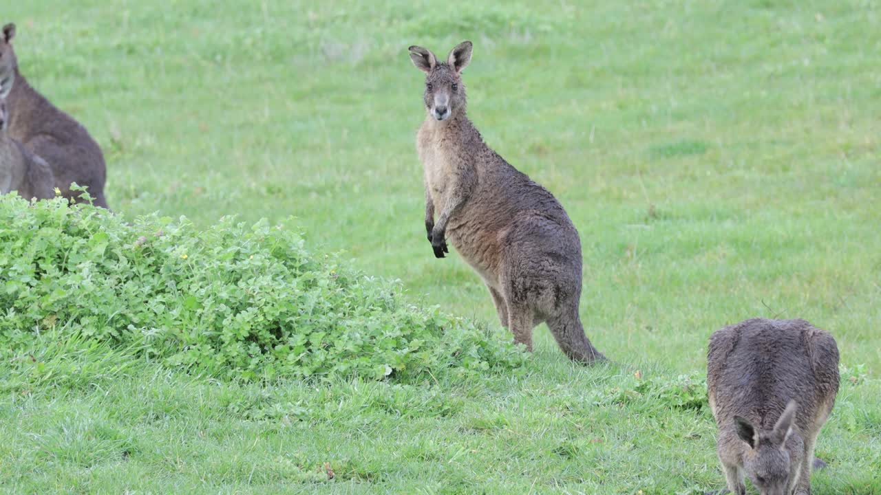 A group of kangaroos in the rain eating from a green field