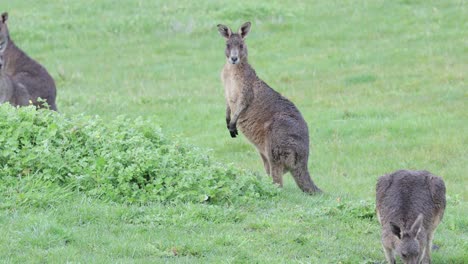 a group of kangaroos in the rain eating from a green field