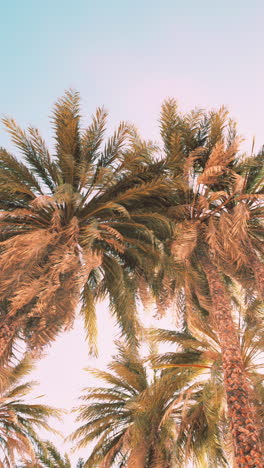 palmeras contra un cielo azul