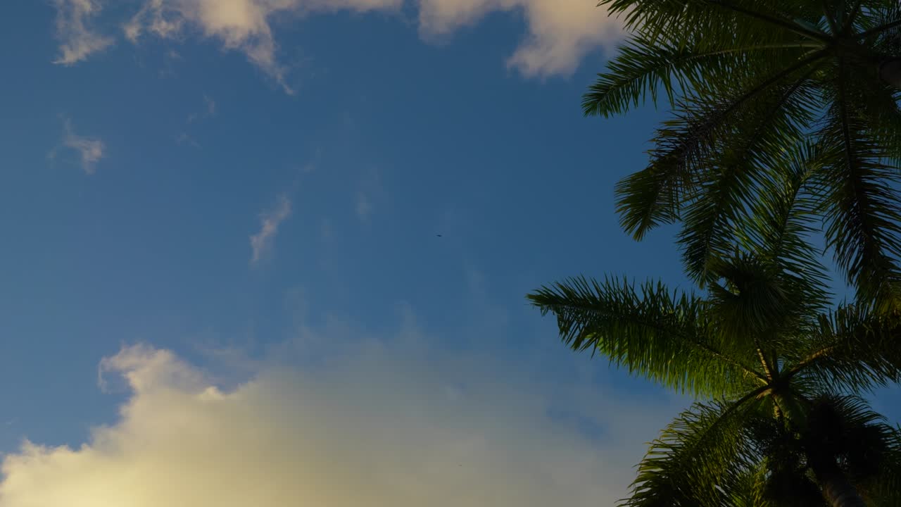 독수리가 자메이카의 저녁 하늘에서 높이 날아다닙니다.