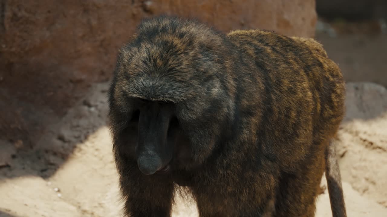 mono babuino caminando en su hábitat en un zoológico - cámara lenta