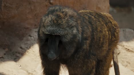 monkey baboon walking in habitat in a zoo - slow motion