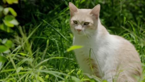 close up of a full-body beige and white cat turning its head and looking at the camera