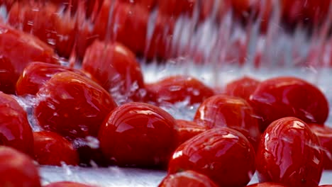 in an industry tomatoes, red tomatoes pass into tanks filled with water to be washed from earth and debris and exit perfectly clean.