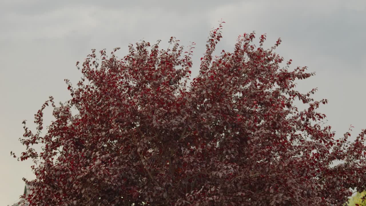 Corylus maxima or Purpurea tree with red leaves against gray background