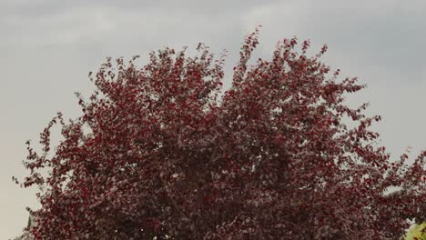 Corylus-maxima-or-Purpurea-tree-with-red-leaves-against-gray-background