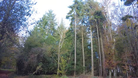 Panorámica-Forestal-Toma-Izquierda-De-Varios-árboles-En-Verano-Filmada-En-El-Bosque-Ashclyst-Devon,-Inglaterra