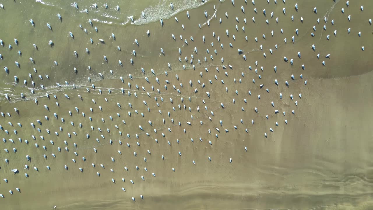 강 넓은 시야에서 음식을 기다리는 많은 새들