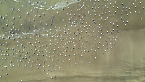 muchos pájaros esperando comida en una vista panorámica del río